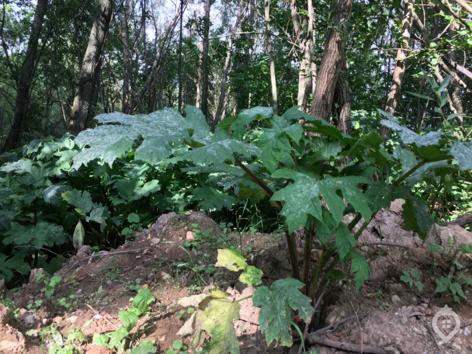 ЖК "Северный": дома средней высотности между Дмитровкой и лесопарком - Фото 30